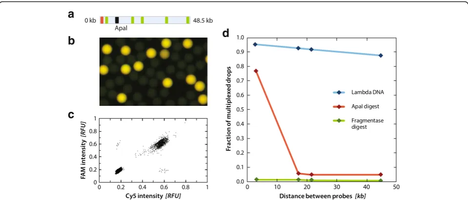 Fig. 3 a Location of TaqMan PCR Cy5 probe in the lambda genome is shown in red, FAM probes are shown in green, and the location of theApaI restriction site is shown in black