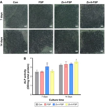 Figure 7 The alP activity results.Notes: (A) alP staining of BMscs in each sample on days 7 and 14 of culture