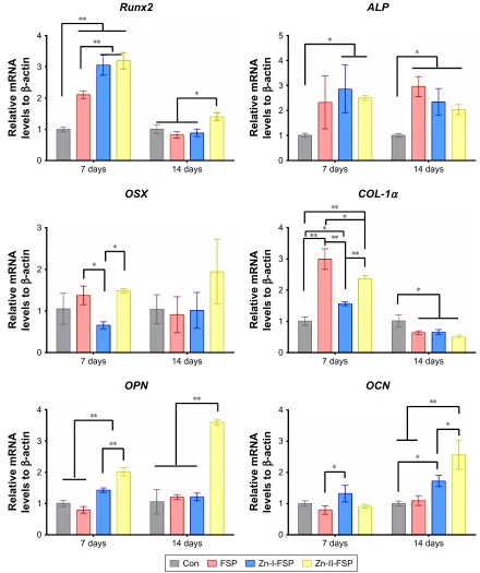 Figure 8 expression levels of osteogenic differentiation marker genes.Notes: gene expression of Runx2, ALP, OSX, COL-1α, OPN, and OCN genes on days 7 and 14 assayed by real-time Pcr; *P,0.05, **P,0.01.Abbreviations: alP, alkaline phosphatase; con, control group; FsP, friction stir processing; Zn, zinc.
