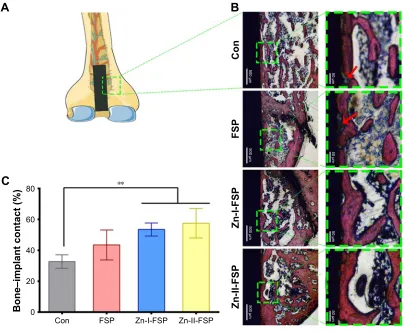 Figure 12 The analysis of histological images and BIc.Notes: (A) The position of the implant in the distal femur