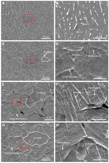 Figure 1 seM micrographs showing the microstructures of the various alloys investigated in this study.Notes: (A) Matrix Tc4 alloy, (C) FsP group, (E) Zn-I-FsP group, and (G) Zn-II-FsP group