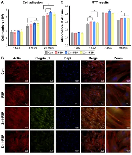 Figure 6 cell adhesion and proliferation analysis.Notes: (A) cell counts for each group at 1, 4, and 24 h; *P,0.05