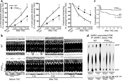 Figure 6PI3Kγinact overexpression delays development of cardiac failure following chronic pressure overload induced by TAC