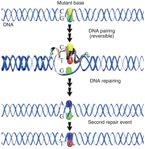 Figure 1Proposed mechanism of targeted gene repair directed by chimeric