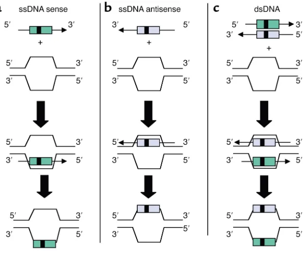 Figure 1Schematic representation of different SDF configurations possible in SFHR-mediated