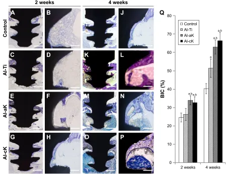 Figure 9 histological analysis around the TiO2 implants in vivo. Bone morphogenesis around TiO2 implants as observed under 100× magnification at 2 weeks after implantation (A–H) and 4 weeks after implantation (I–P)