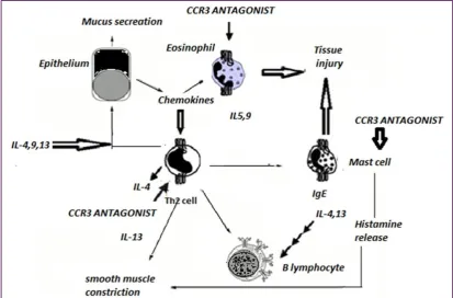 Figure 1: Action of T helper type 2 (TH2)-type cytokines and mechanism of CCR3 antagonist in asthma 