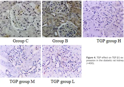 Figure 4. TGP effect on TGF-β1 ex-pression in the diabetic rat kidney 