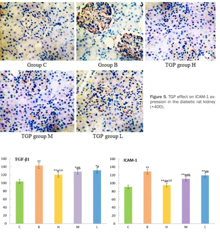 Figure 5. TGP effect on ICAM-1 ex-pression in the diabetic rat kidney 