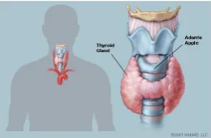 Fig -1: Thyroid Gland   