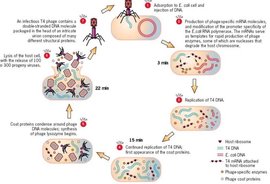 Fig 16.3  The life cycle of bacteriophage T4.