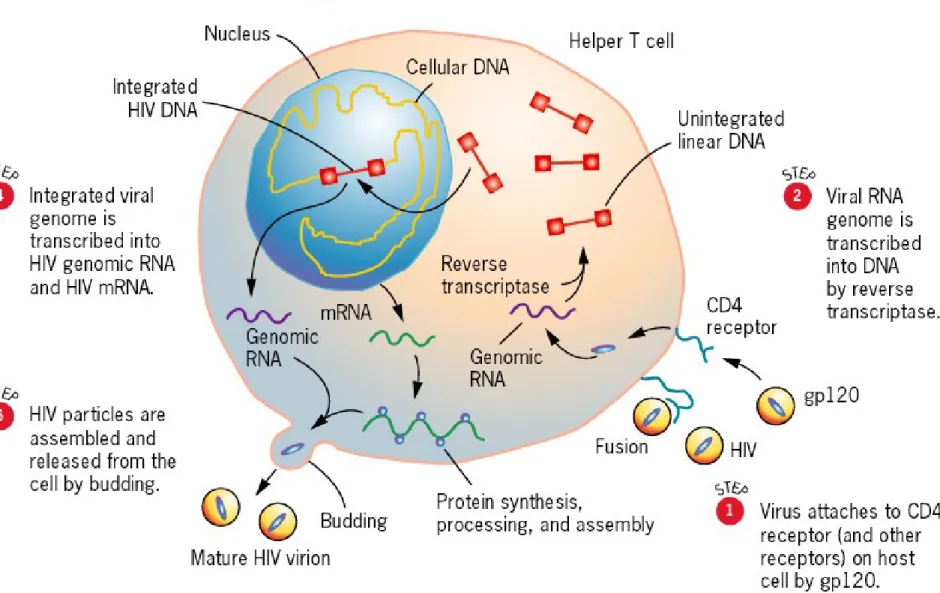 Fig 16.20  Overview of the life cycle of HIV.
