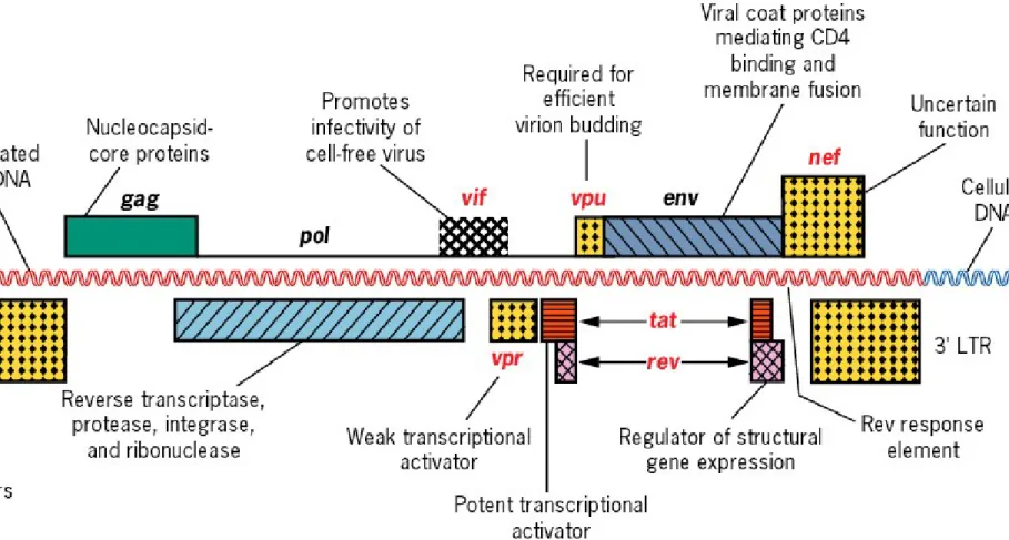 Fig 16.23  Map of the integrated HIV genome showing the location  of regulatory genes and genes encoding important viral proteins.