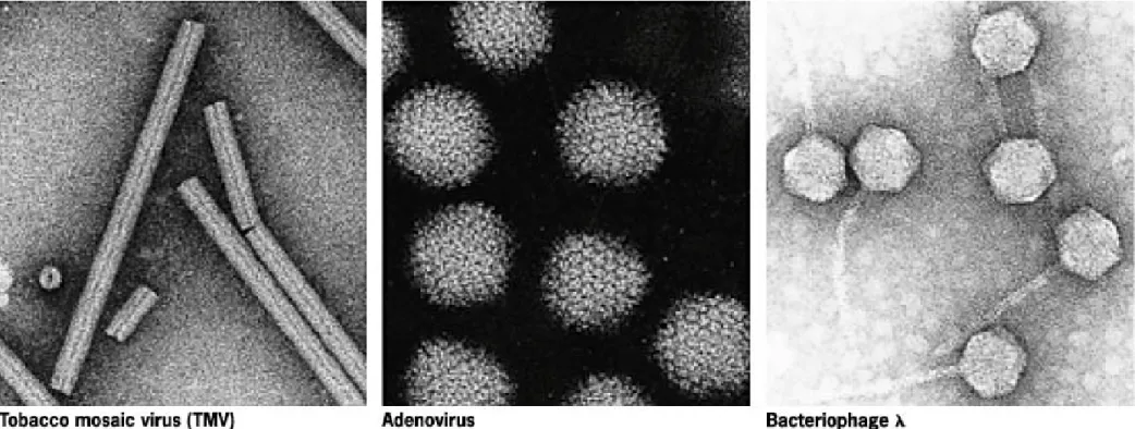 Fig 16.1  Electron micrographs showing the morphologies of a  plant virus, an animal virus, and a bacterial virus.