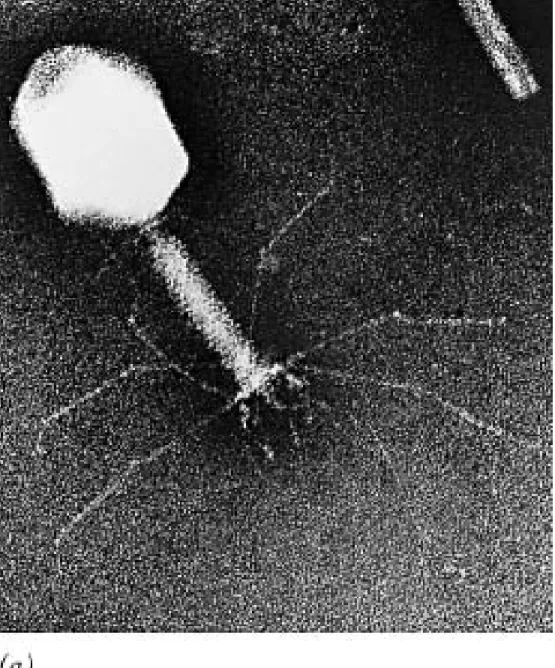 Fig 16.2a  Electron micrograph showing the structure of  bacteriophage T4.