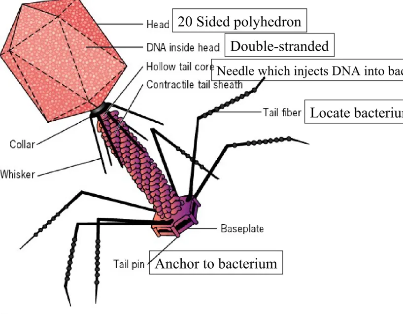 Fig 16.2  Diagram showing the structure of bacteriophage T4.
