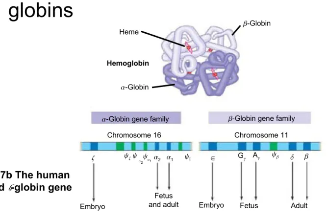 Figure 19.17b The human  -globin and  -globin gene 