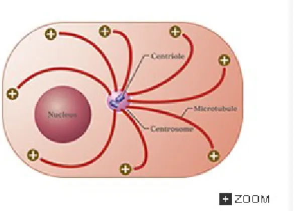 Fig. 6-4 Microtubules in a cell