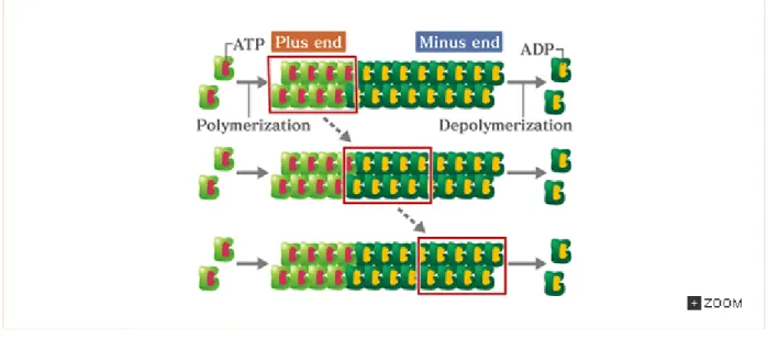 Fig. 6-5 Chromosome segregation and microtubules