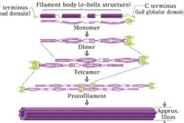 Fig. 6-6 Intermediate filaments