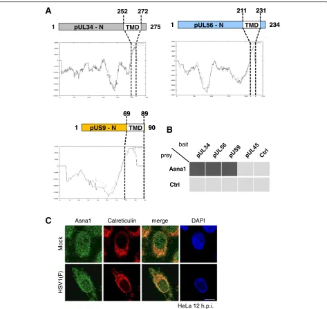 Fig. 1 HSV1 encodes three tail-anchored proteins that interact with Asna1/TRC40. a Schematic diagrams show the domain organization ofpUL34, pUL56 and pUS9