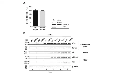 Fig. 3 Asna1/TRC40 is dispensable for virion entry and gene expression during HSV1 infection.for entry and early gene expression of HSV1, HeLa cells were transfected with Asna1/TRC40 specific or control (ctrl) siRNA for 48 h