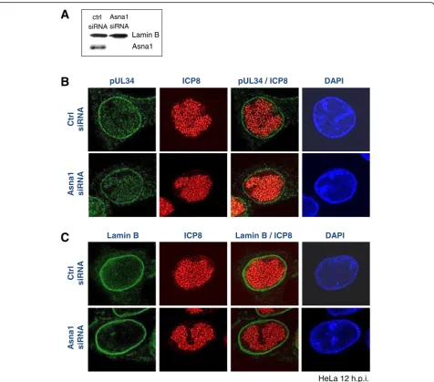 Fig. 4 Targeting of pUL34 to the nuclear envelope during infection is independent of Asna1/TRC40