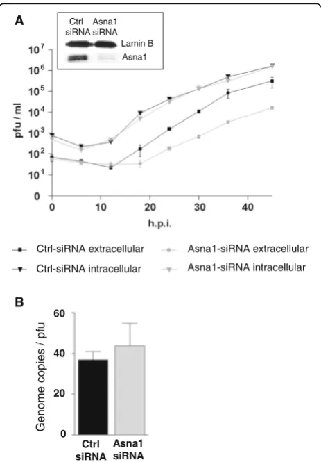 Fig. 5 Asna1/TRC40 is required late in infection for efficient release ofinfectious virions from the cell
