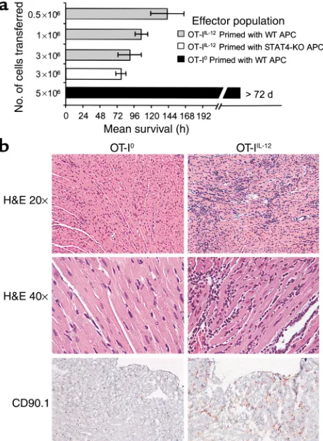 Figure 3OT-I T-cell–mediated myocarditis in CMy-mOva mice. (
