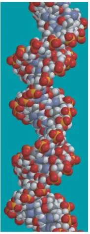 Figure 2.1: DNA