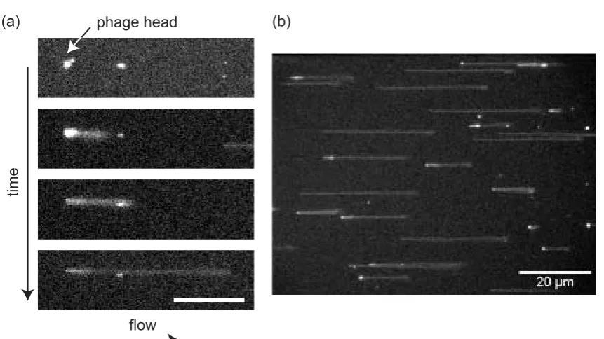 Figure 6.7: Time Evolution of DNA ejection: (a) First image: single T5 phageparticle before addition of FhuA