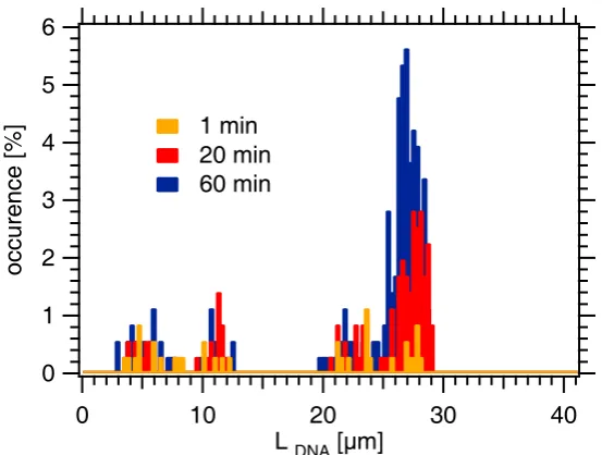 Figure 6.11: The number of phages with a certain ejected DNA length divided bythe total number of phages counted at 1 min, 20 min, 60 min