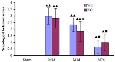 Figure 2. The effect of A2AR knockout on the chang-es of neurological behavior scores in focal cerebral ischemia and reperfusion mice (_x  ± s) (n=7)