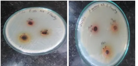 Fig -1: Antibacterial activity of methanol extract against E.coli and S.aureus by well diffusion method  