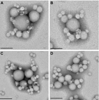 Figure 1 TeM analysis of (A) surfactant-free zein nanoparticles (2 mg/ml of protein), and of zein nanosystems prepared with (B) PlX188 (5% w/v), (C) T80 (2.5% w/v), or (D) sD (1.25% w/v)