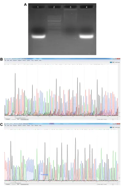 Figure S1 results of the construction of pegFP-cD63-apo-a1 by Pcr and sequencing.Notes: (A) 1: cD63 (740 bp); 2: Marker; 3: Blank; 4: aPOa (840 bp)