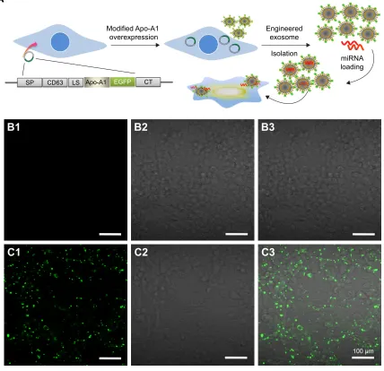 Figure 1 schematic representation showing the design, construction, and transfection of pegFP-cD63-apo-a1 in heK293T cells.Notes: (A) schematic representations of the engineered apo-a1 expression vector