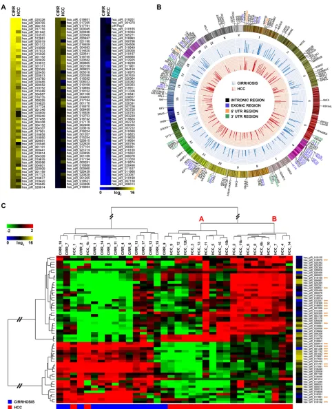 Figure 1: piRNA expression and genomic distribution in cirrhosis and HCC. (A) Heatmap of piRNAs expression profile in human liver