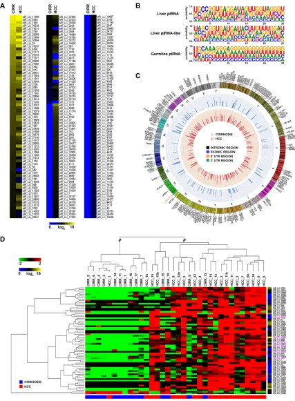 Figure 2: piRNAs-like RNA expression and genomic distribution in cirrhosis and HCC. (A) Heatmap of piRNAs-like expression profile in human liver