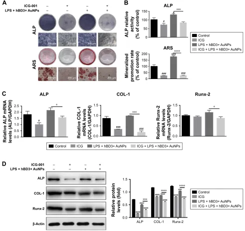 Figure 6 Effects of ICG-001 on osteogenic differentiation of hPDLCs induced by hBD3-combined AuNPs in inflammatory microenvironments.Notes: hPDLCs were treated with hBD3 (5 μg/mL), AuNPs (45 nm, 10 μM), E