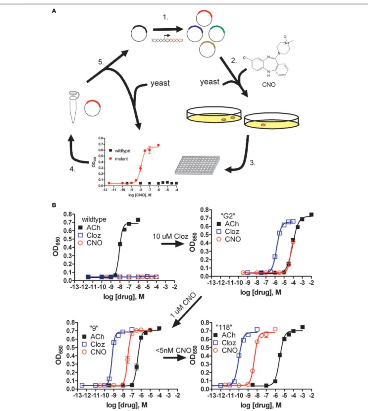 FIGURE 1 | Pharmacological profi les of an rM3Δi3 receptor mutant selected  during directed molecular evolution for CNO responsiveness