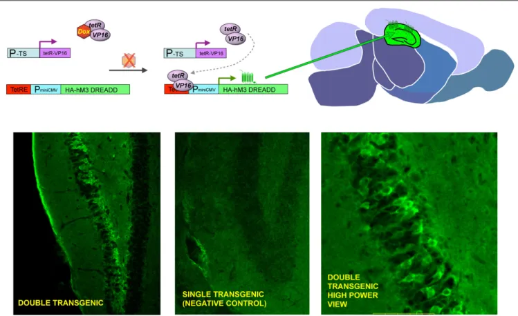 FIGURE 2 | General strategy to achieve inducible, tissue-specifi c expression  of DREADDs