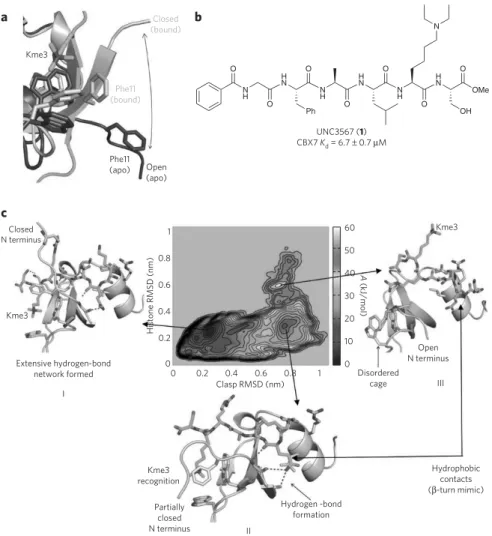 Figure 1 | Molecular dynamics–guided inhibitor design. (a) Comparison of the aromatic cage   of CBX7 in the NMR structure of the apo (PDB 2K1B, dark gray) and H3K27me3-bound   (PBD 2L1B, light gray, Kme3 shown in green) conformations of CBX7