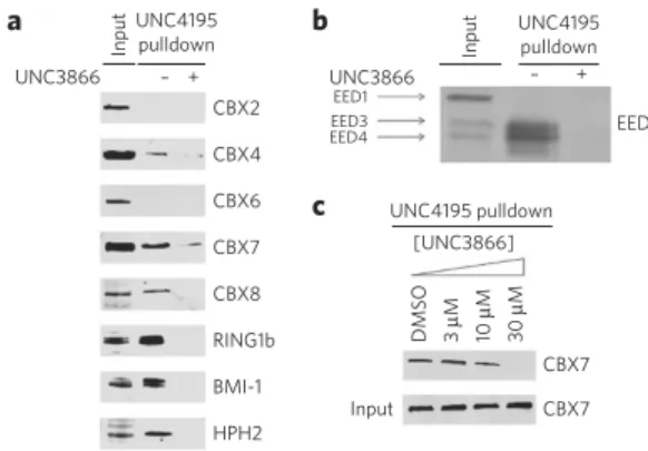 Figure 4 | UNC4195 pulldown studies in PC3 cells. (a) UNC4195  selectively chemiprecipitates CBX4, CBX7 and CBX8 from PC3 cell  lysates and chemiprecipitates additional PRC1 components