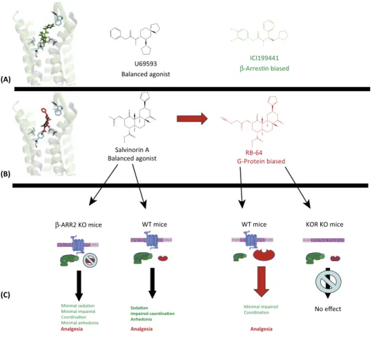Figure 1. Identi ﬁcation of G-Protein- and b-Arrestin-Biased k-Opioid Agonists. (A) Molecular model of docking  pose of U69593 to k-opioid receptor (KOR) and structures of U69593 and ICI199441