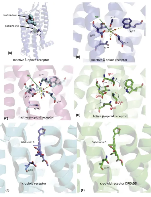 Figure 2. Molecular Insights into Opioid Receptor Actions Yield Structure-Based Design of New DREADD