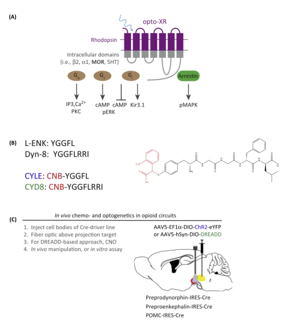 Figure 3. Summary of Modern Optogenetic Approaches for Dissecting Opioid Peptide and Receptor Function In Vitro and In Vivo