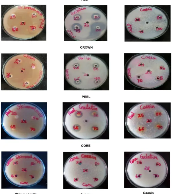Fig. 1. Qualitative Protease Assay 