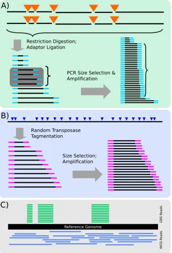 Figure 1.2: Overview of GBS and WGS sequencing methods and data. A) GBS se-quencing protocol: brieﬂy, genomic DNA is digested with restriction enzymes, adap-tors are ligated, and PCR used to size-select and amplify libraries