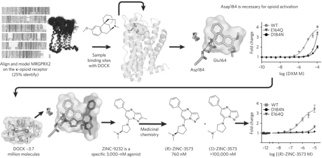 Figure 4 | Physical and docking screens to deorphanize MRGPRX2. A PRESTO-Tango screen of 8,000 drugs and reagents showed opioids as agonists of  MRGPRX2